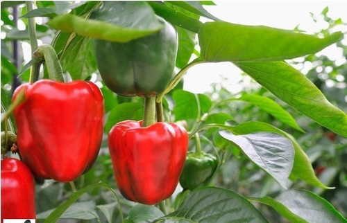 Semillas Agroecologicas De Pimiento Morron California Wonder