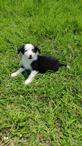 Hermosa Border Collie De Ojos Azules Perros Disponibles