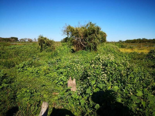 Imagen 5 de 29 de Campo De Isla Ganadero, 2.000 Has Sobre El Paranacito
