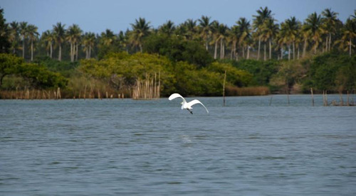 Venta Rancho Ganadero 1229 Hectáreas Tuxpan Veracruz.
