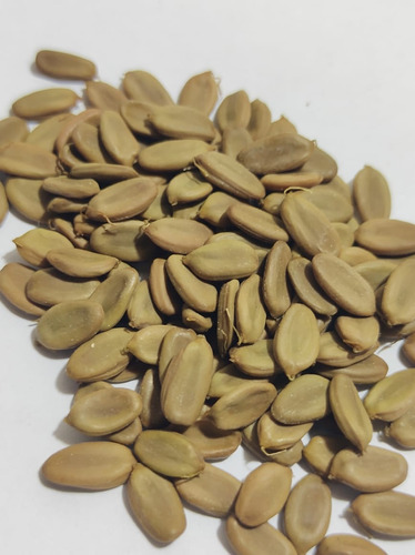 Semillas De Tehuixtle ( Acacia Bilimekii) 100 Semillas