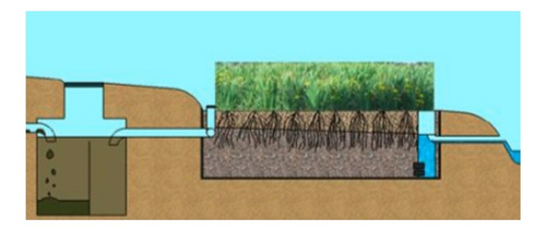 Descontamina Efluente Suelo Basura Lixiviado Vetiver Grass