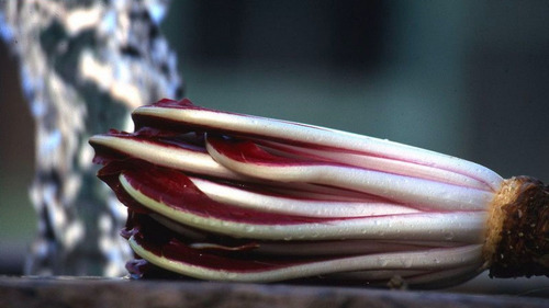 Chicória Vermelha De Piemonte Radicchio 100 Sementes
