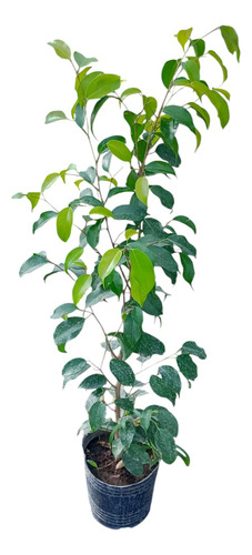 Ficus, Árbol Ficus