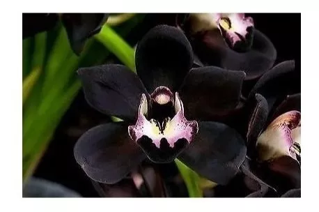 Orquídea Negra Cymbidium Kiwi Midnight Muda Linda - Top