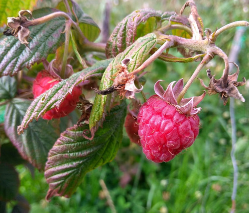 Frambuesa Roja Europea Semillas.