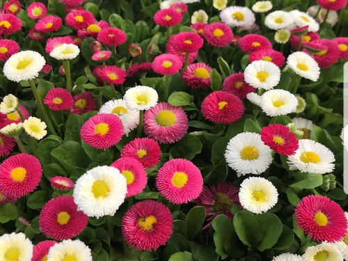 Plantas Perennes De Bellis Perennis