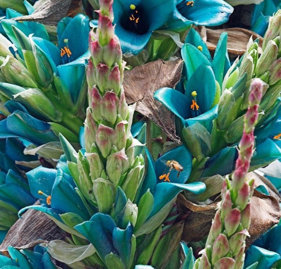 Semente Puya Berteroniana Bromélia Azul Turquesa Flor P/muda | MercadoLivre