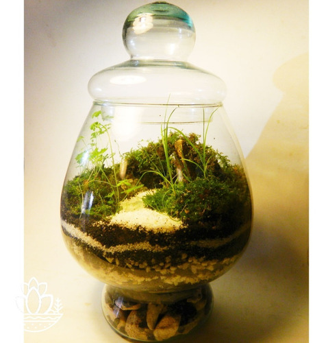 Terrario Eterno Biobom Zen N° 2 Microambiente