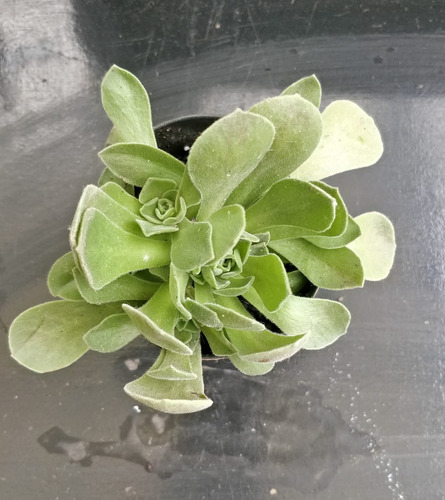 Aeonium Goochiae