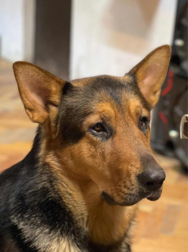 Perros Ovejeros Alemanes