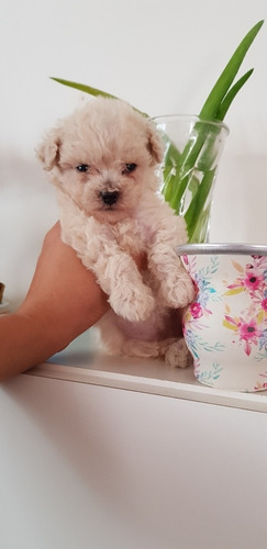 Caniche Mini