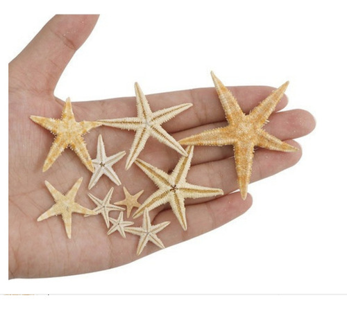 Decoración Estrella De Mar Natural Para 1-5cm 100 Piezas 2