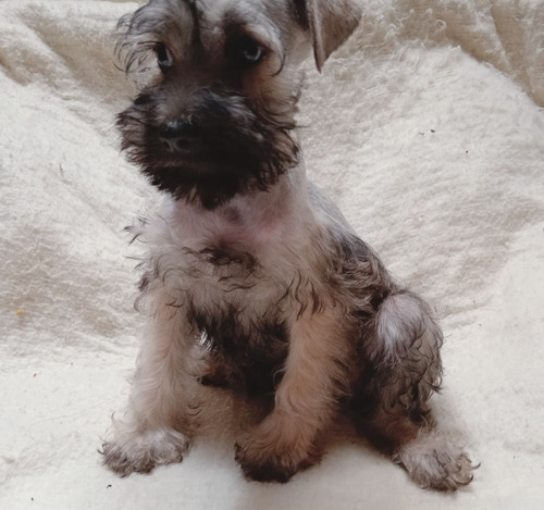 Schnauzer Miniatura Macho 