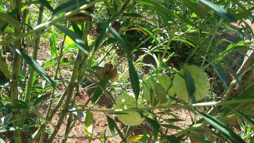 Sementes De Planta Balão De Jardim Asclepias