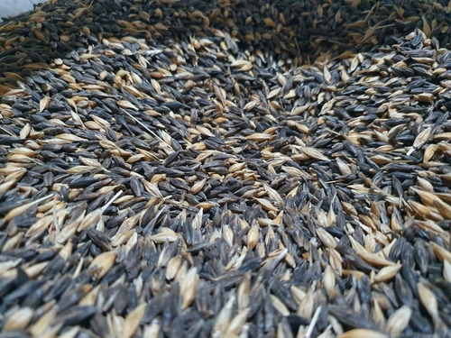 Semilla De Cebada Negra Forrajera X 5 Kg