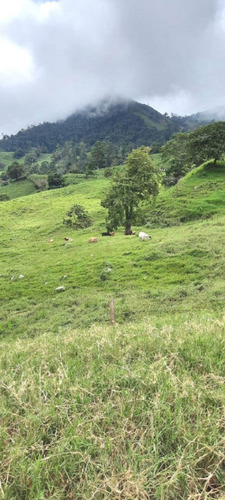 Imagen 25 de 27 de Finca En Venta Chiguará
