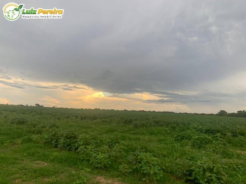 Imagem 8 de 15 de Fazenda Á Venda No Formoso Do Araguaia - To - 1.327,2 Hec., (dupla Ptidão) - 2263