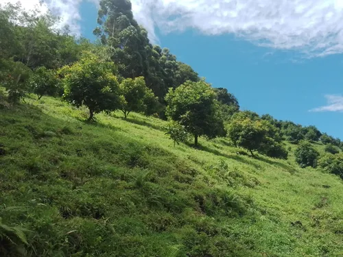 Finca Via Juntas - Ibagué