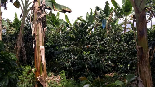 Venta Finca Filandia Vereda Bambuco Alto