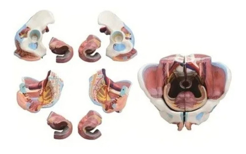 Pelvis Femenina C/ Estructura Int. Y Ext. De Organos