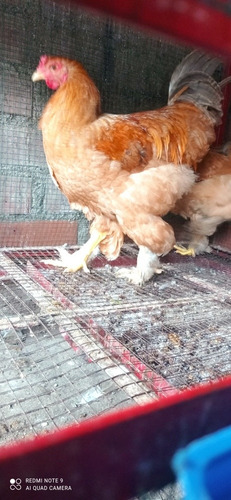 Imagen 2 de 6 de Gallina Brahma