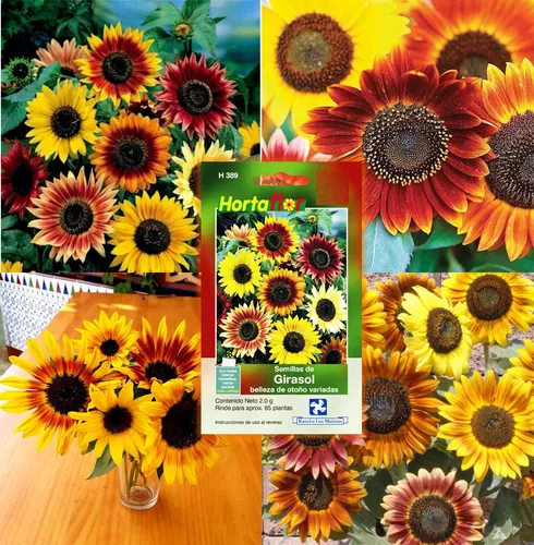 Semillas De Girasol Belleza De Otoño Colores Variados