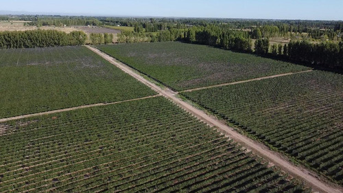 Exclusivo Viñedo De 20 Ha. En Cuadro Benegas