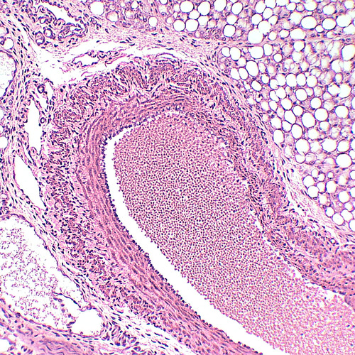 Lâminas Preparadas De Histologia 80pçs/cx