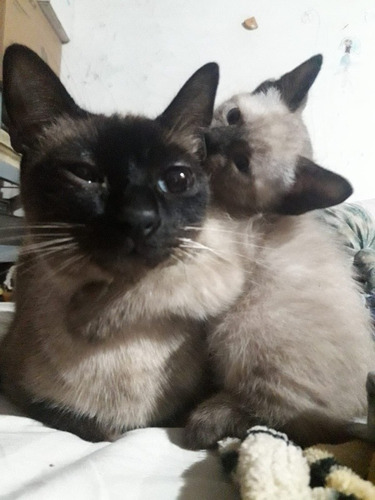 Imagen 5 de 5 de Gatitos Siamese