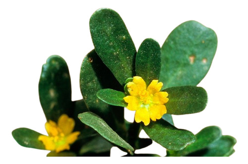 Plantin De Verdolaga - Portulaca Oleracea - Organica