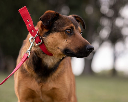 Perro En Adopción Responsable Gratis! (leer Descripción) 2