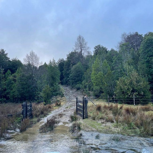 Campo De Bosque Nativo. Cercano A Parque Alerce Costero