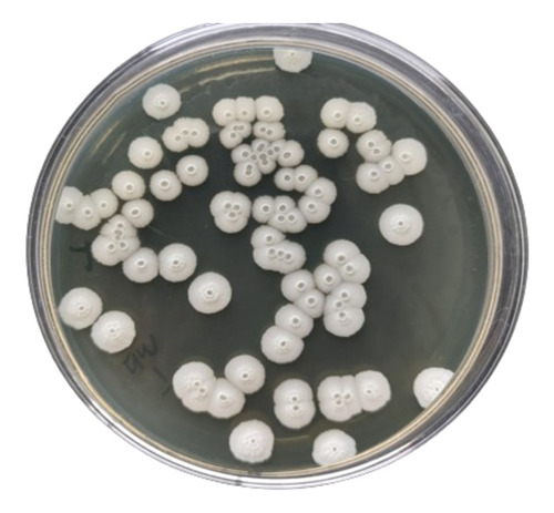 Cepa De Bacillus Amyloliquefaciens En Placa Petri. 