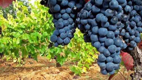 Plantas De Viñas Vid Parra Injertadas Uva Mesa O Vino