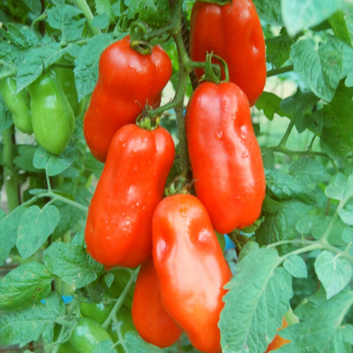Semillas Tomate San Marzano Italiano! Tradicional De Salsas