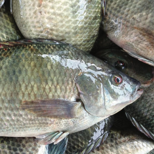 Alimento Extruido Peces Tilapia Bagre 3.5mm (32-5) Ad 20kg