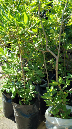 Pittosporum Ideal Cercos