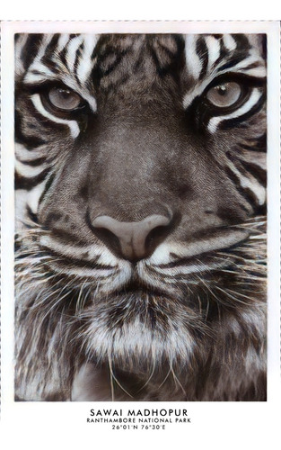 Poster Tigre Bengala Autoadhesivo 100x70cm#1451