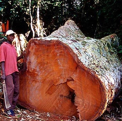Sementes Mogno Da Montanha Árvore Madeireira Entandrophagma