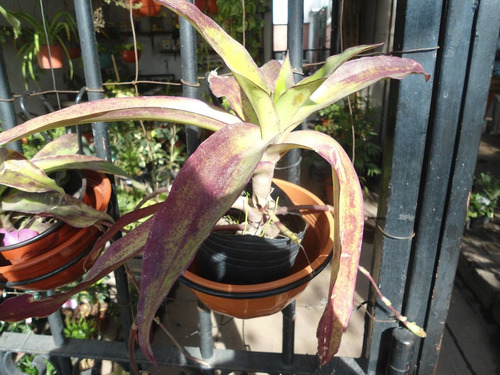 Plantas Bromelias Calissia Fragans Vivero La Casita