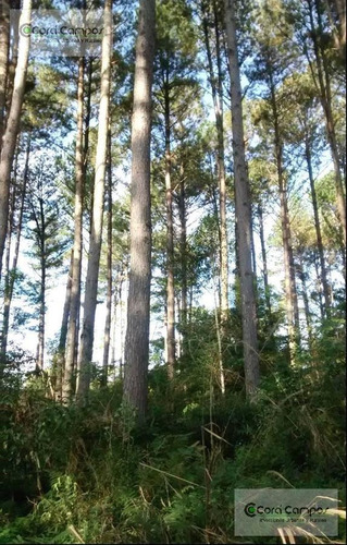 Imagen 2 de 8 de Se Vente Chacra 53 Ha Forestadas En Eldorado. Misiones Con Pino Y Eucaliptus. Arroyo. 8 Km Del Centro