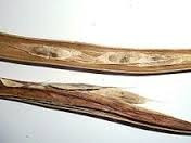 201 + Yapa Semillas De Catalpa Bignoides