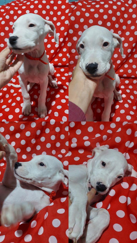 Cachorros Dogo Argentino