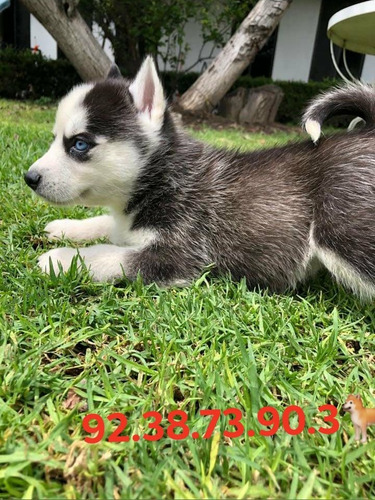 Imagen 2 de 2 de Husky Siberiano Raza Pura