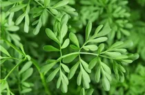 Comprar Semillas De Ruda -  Ruda Graveolens Ruda O Ruta 100 Gramos