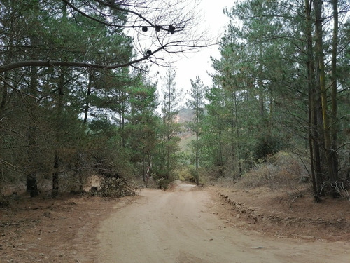 Parcela De Agrado, Terreno Plano, Arboles, Fundo El Sauce.