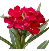 Comprar Laurel De Flor\u002F Laurel De Jardin Rojo