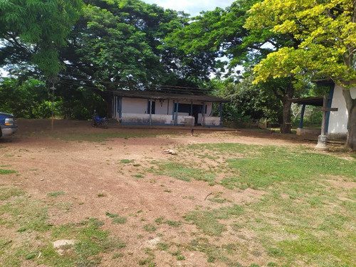 Imagen 8 de 20 de Hato En Edo. Guárico De Ganado Cebú En Venta