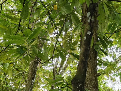 Finca Cienaga Del Opon